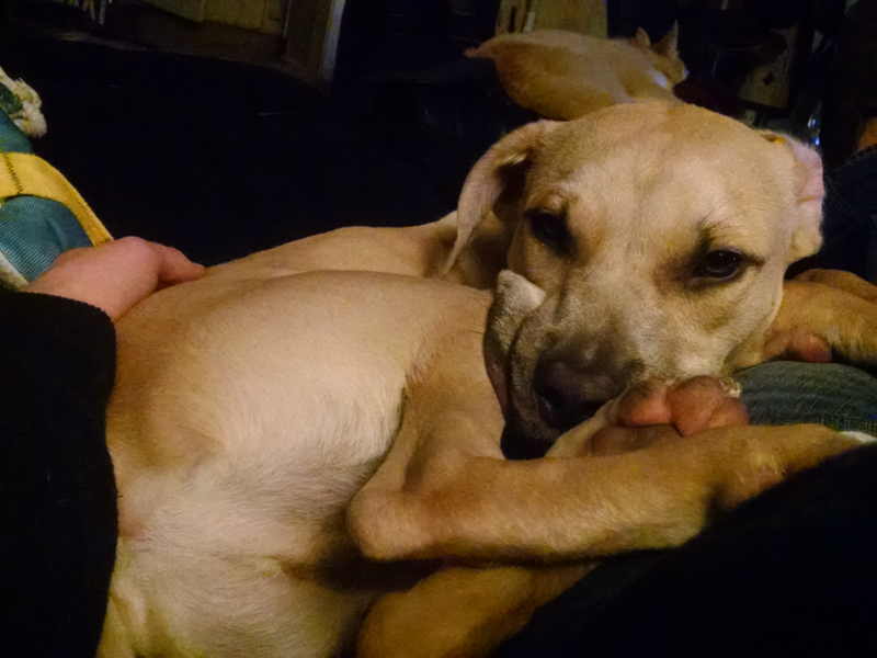 Doggo B (2 years ago) for your time.